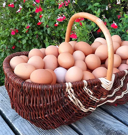 Aux Ptits Chap Magasin Bio A Chavagne Pres De Rennes OEufs Fermiers Aux Ptits Chap Magasin Bio A Chavagne Pres De Rennes OEufs Fermiers